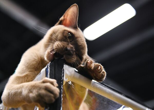 Выставка котят КоШарики Шоу в Москве - Sputnik Таджикистан