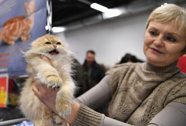 Выставка котят КоШарики Шоу в Москве - Sputnik Таджикистан
