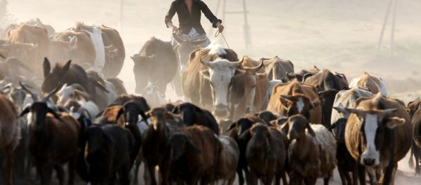 На пастбище, архивное фото На пастбище, архивное фото - Sputnik Таджикистан