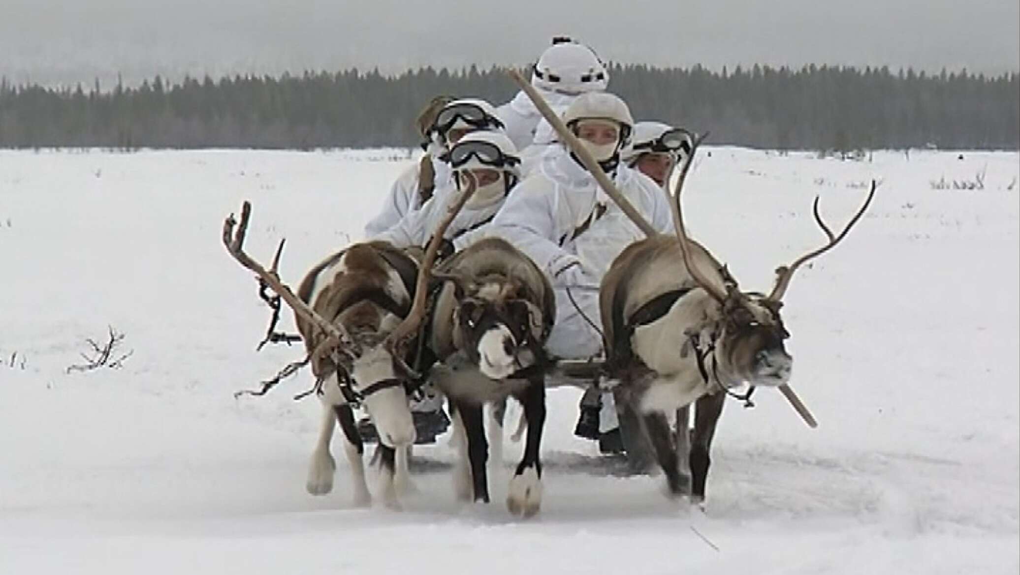 Фото лоси на войне 1941 1945