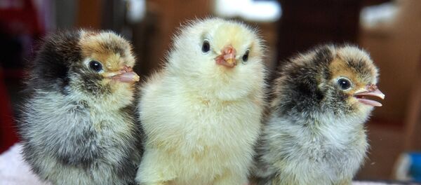 Цыплята, архивное фото Цыплята, архивное фото - Sputnik Таджикистан
