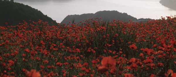 Маковое поле, архивное фото - Sputnik Таджикистан