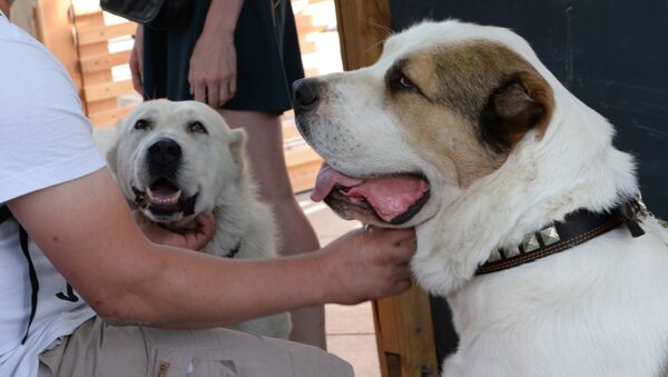Собаки породы алабай - Sputnik Таджикистан