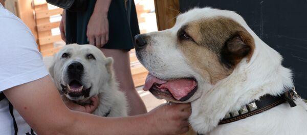 Собаки породы алабай - Sputnik Таджикистан