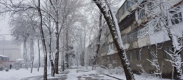 Улицы Душанбе напоминают северные города России: снег и метель - Sputnik Тоҷикистон