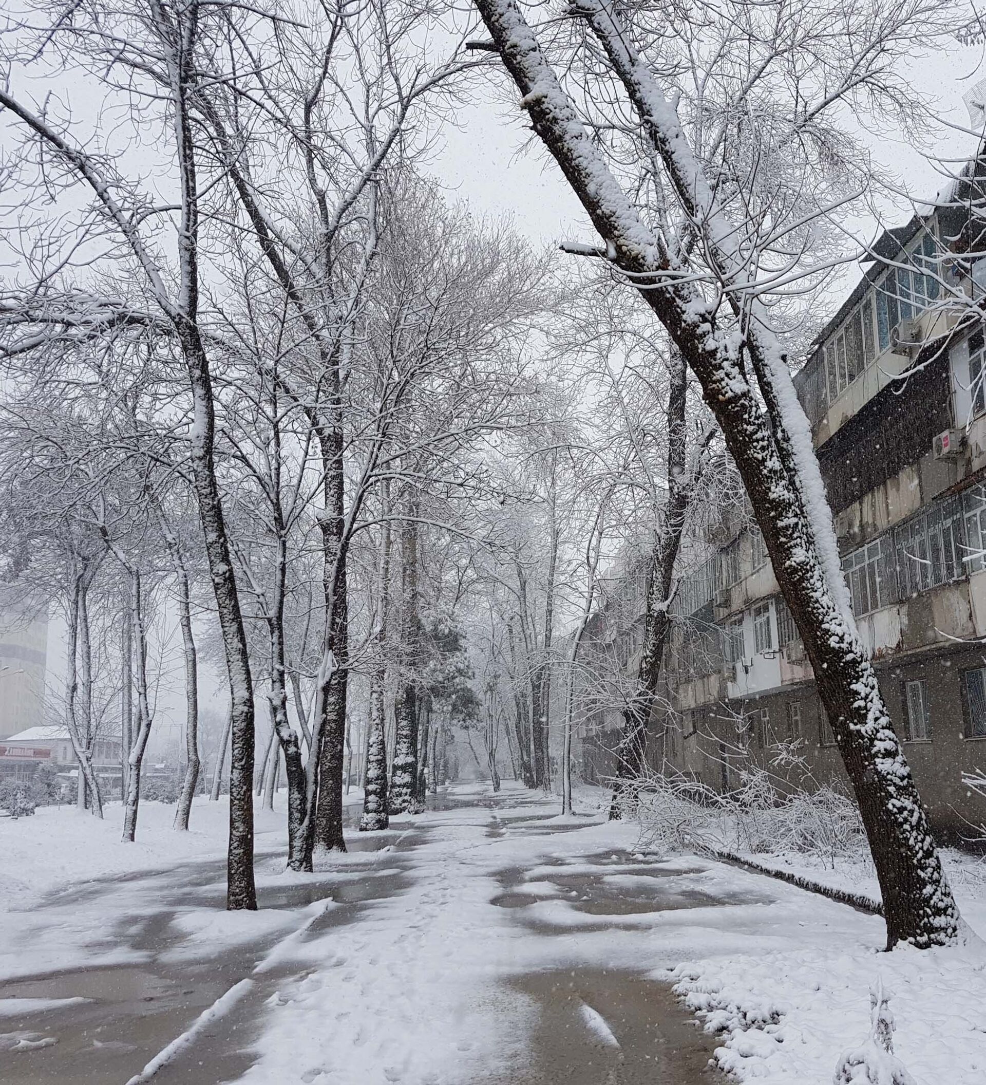 Зима 2000 года. Снег в Душанбе. Зима в Душанбе. Душанбе зимой. Зима в Душанбе фото.