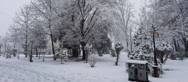 Снег в парках и скверах Душанбе - Sputnik Тоҷикистон