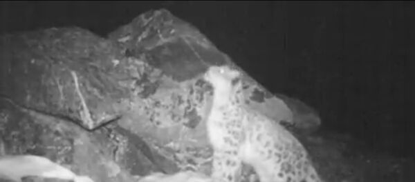 Как рычит снежный барс — уникальные кадры фотоловушки из России - Sputnik Таджикистан