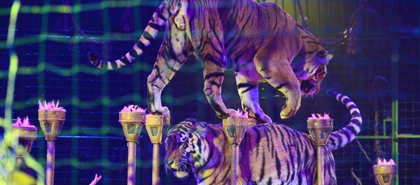 Генеральный прогон шоу Королевский цирк - Sputnik Таджикистан