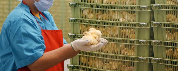 Дар корхонаи паррандапарварӣ. Акс аз бойгонӣ - Sputnik Тоҷикистон