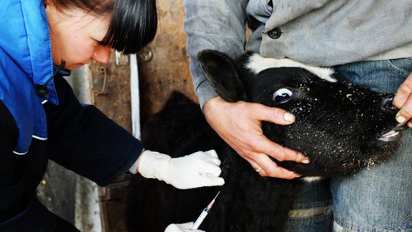Вакцинация домашних животных от ящура, архивное фото - Sputnik Таджикистан