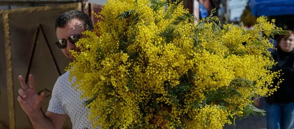 Мимозы, как верный признак того, что на дворе 8 марта Мимозы, как верный признак того, что на дворе 8 марта - Sputnik Таджикистан