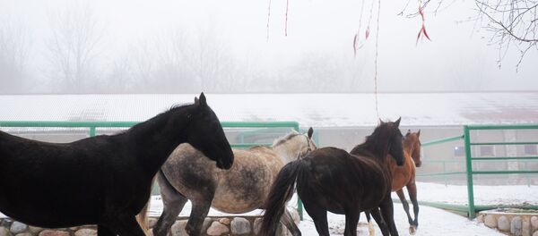 Ахалтекинская лошадь, архивное фото Ахалтекинская лошадь, архивное фото - Sputnik Таджикистан