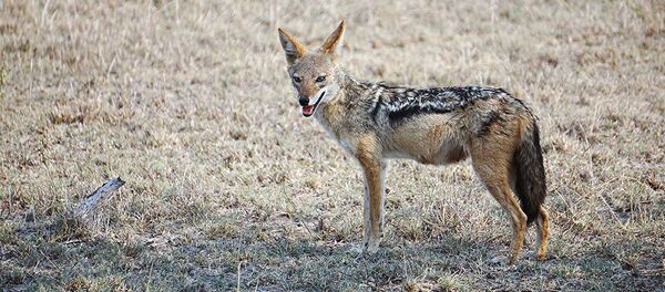 Шакал - Sputnik Тоҷикистон