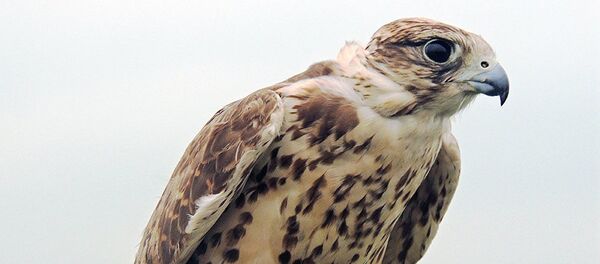 Сокол-балобан, архивное фото - Sputnik Тоҷикистон