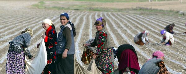 Ҷамъоварии пахта. Акс аз бойгонӣ Ҷамъоварии пахта. Акс аз бойгонӣ - Sputnik Тоҷикистон