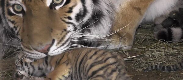 Тигрята в крымском сафари-зоопарке - Sputnik Таджикистан