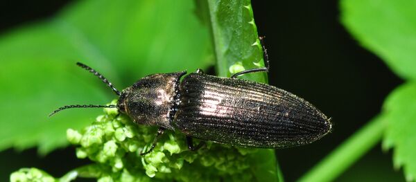 Жук-щелкун - Sputnik Таджикистан