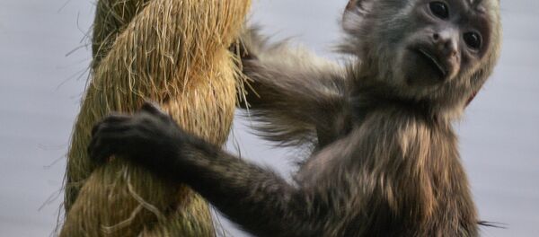 Обезьяна породы капуцин-плакса в Московском зоопарке, архивное фото - Sputnik Таджикистан