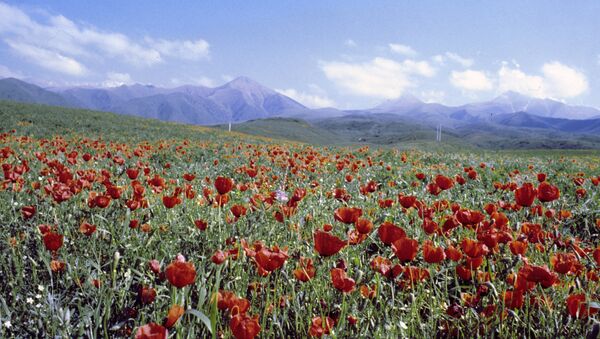 Маковое поле, архивное фото - Sputnik Таджикистан