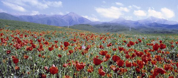 Маковое поле, архивное фото - Sputnik Таджикистан