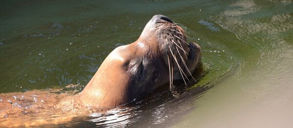 Морской лев Морской лев - Sputnik Таджикистан