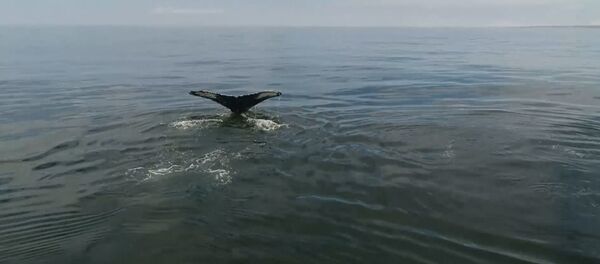 У берегов Камчатки обнаружили 12 горбатых китов. Кадры с дрона - Sputnik Таджикистан