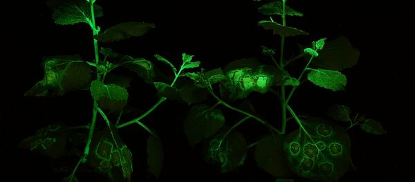 Светящиеся растения, архивное фото Светящиеся растения, архивное фото - Sputnik Таджикистан