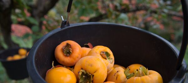 Сбор хурмы, архивное фото - Sputnik Тоҷикистон