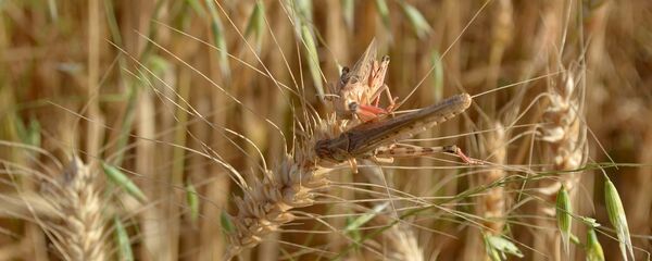 Саранча, архивное фото Саранча, архивное фото - Sputnik Таджикистан