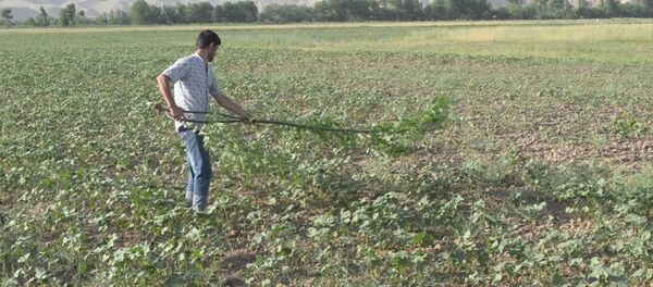 На юге Таджикистана в Фархонском районе завелась саранча На юге Таджикистана в Фархонском районе завелась саранча - Sputnik Тоҷикистон
