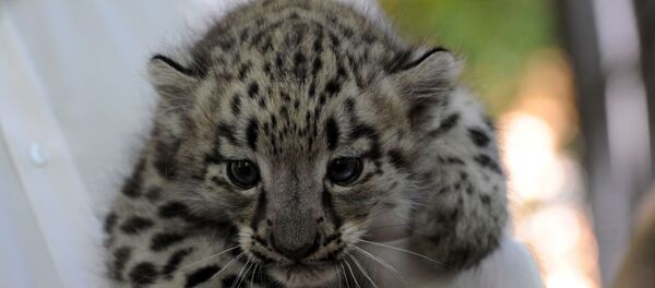 Котенок снежного барса - Sputnik Таджикистан