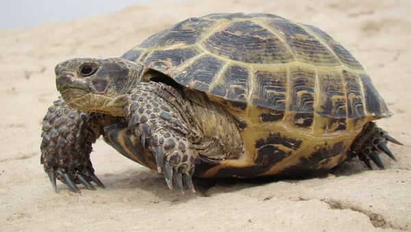 Среднеазиатская черепаха (Agrionemys horsfieldii), архивное фото - Sputnik Таджикистан