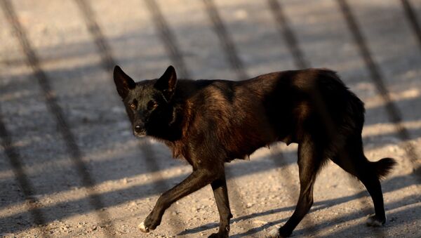Бездомные собаки, архивное фото - Sputnik Таджикистан