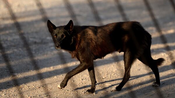Бездомные собаки  - Sputnik Таджикистан