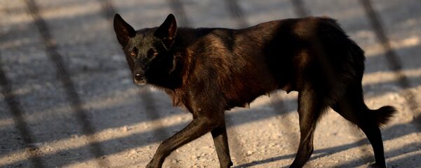 Бездомные собаки, архивное фото - Sputnik Таджикистан