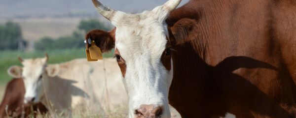 Фермерское хозяйство в Чеченской Республике - Sputnik Тоҷикистон