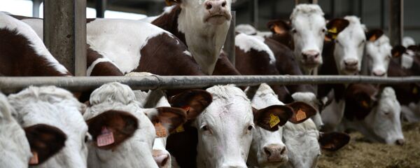 Белоголовая порода коров, архивное фото - Sputnik Таджикистан