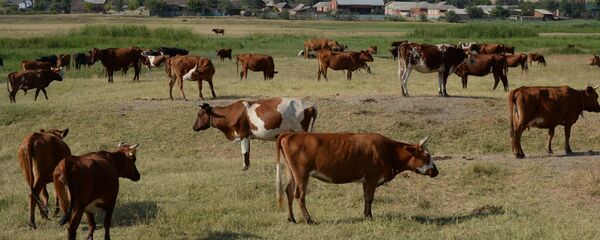 Фермерское хозяйство в Чеченской Республике - Sputnik Тоҷикистон