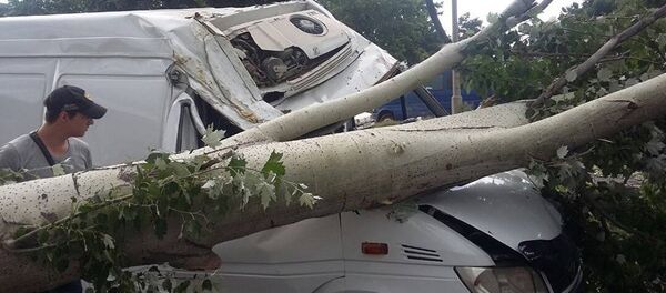 Сильный ветер опрокинул деревья, архивное фото - Sputnik Тоҷикистон