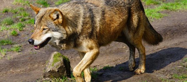 Волк, архивное фото Волк, архивное фото - Sputnik Тоҷикистон