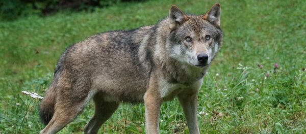 Волк, архивное фото - Sputnik Тоҷикистон