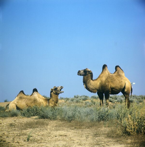 Ҳиҷрати Ҳазрати Муҳаммад (с) : оғози таърихи нав дар ҷаҳони Ислом - Sputnik Тоҷикистон