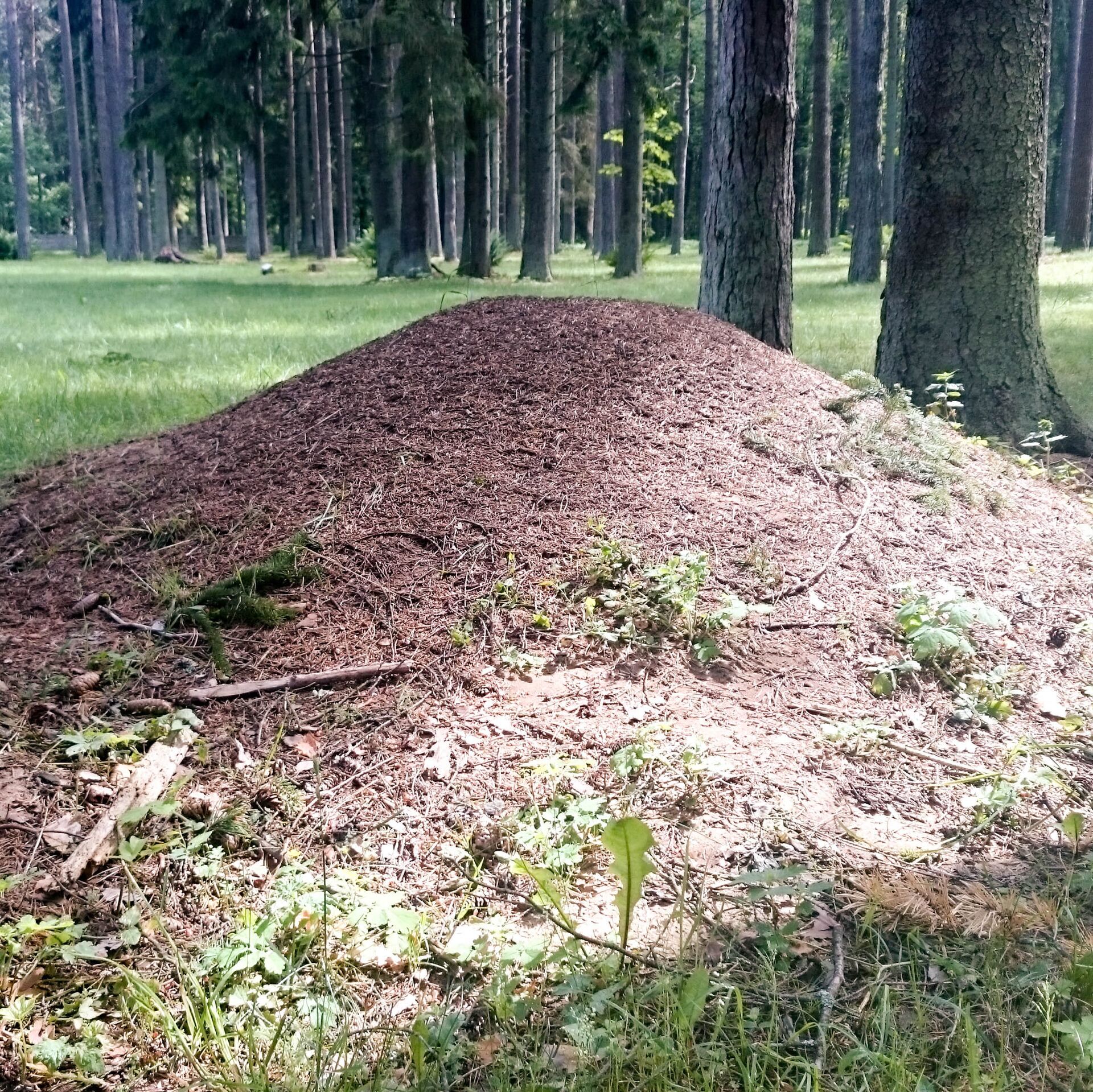 Нашествие муравьев в ГБАО: как бороться в 2023?