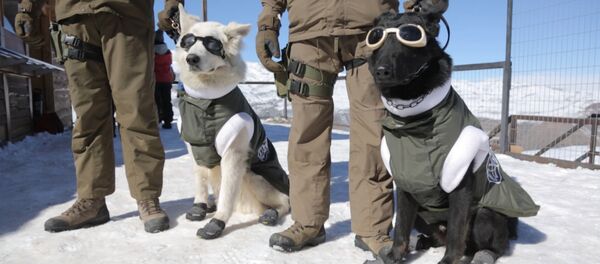 Собаки в экипировке для работы на горнолыжных склонах в Чили Собаки в экипировке для работы на горнолыжных склонах в Чили - Sputnik Таджикистан