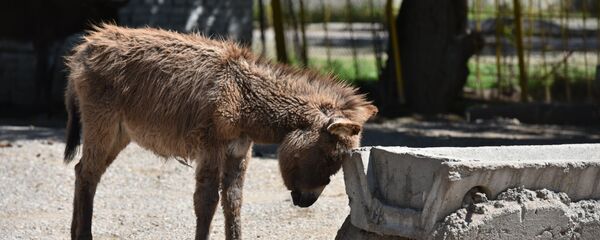 В зоопарке Душанбе, архивное фото - Sputnik Таджикистан