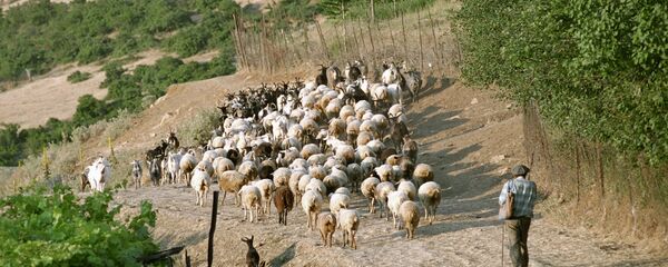 Пастух со стадом на пастбище, архивное фото Пастух со стадом на пастбище, архивное фото - Sputnik Тоҷикистон