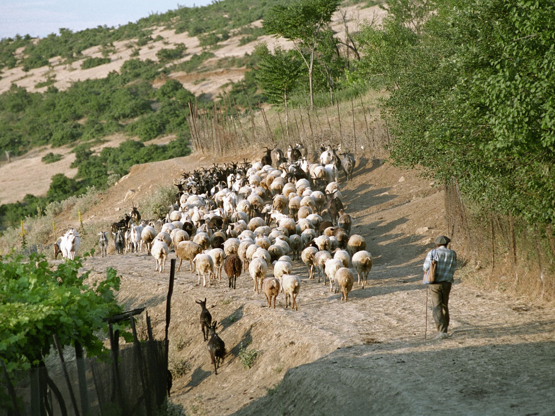 Он закричал пастухам чтобы они скорее гнали. Горы Копетдаг отары овец. Пастух и стадо. Пастух с овцами. Овцы пасутся в горах.