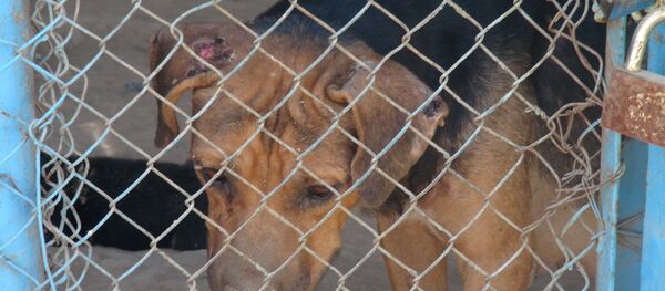 В зоопарке Душанбе - Sputnik Тоҷикистон