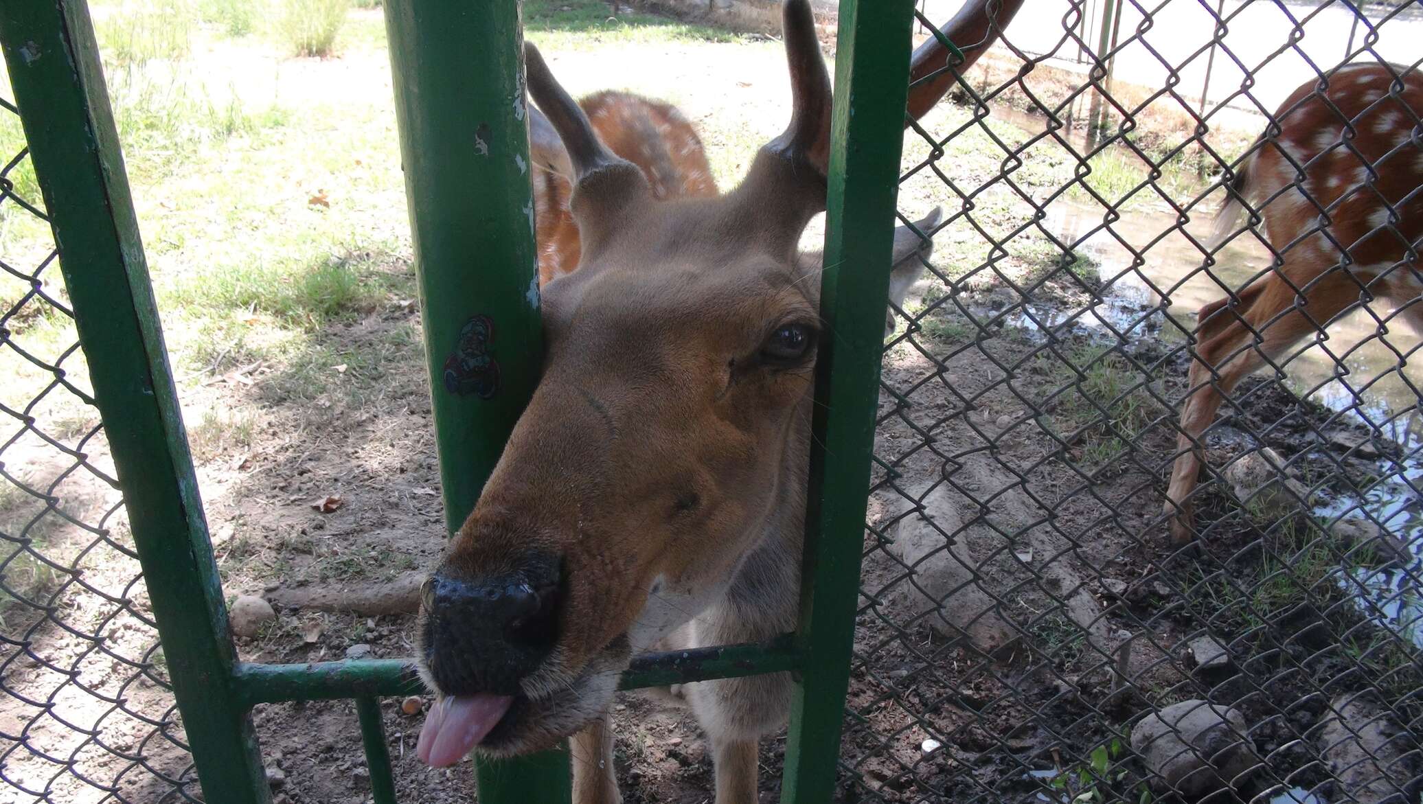 Душанбе зоопарк